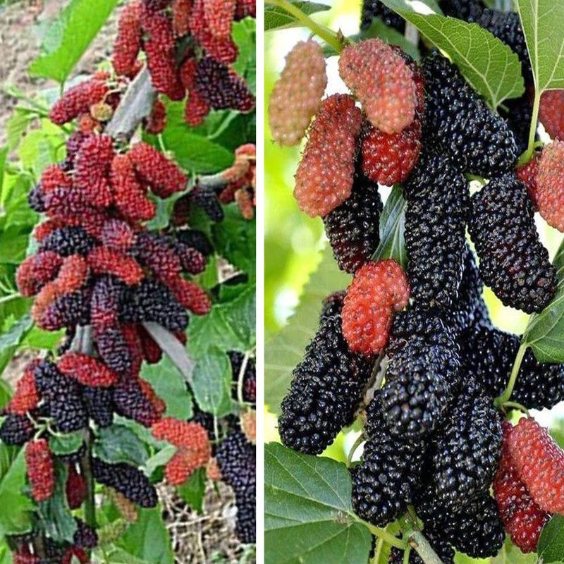 UGALOO Shahtoot/Mulberry Plant  (Hybrid, Pack of 1)