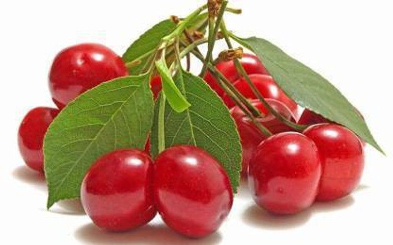 Corofitam Cherry Fruit Plant  (Hybrid, Pack of 1)