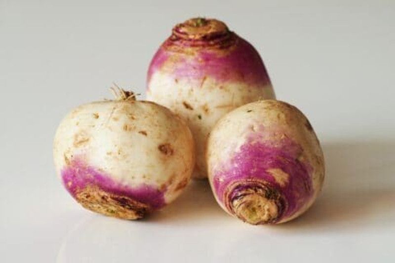 Nodoc Turnip Seed  (41 per packet)