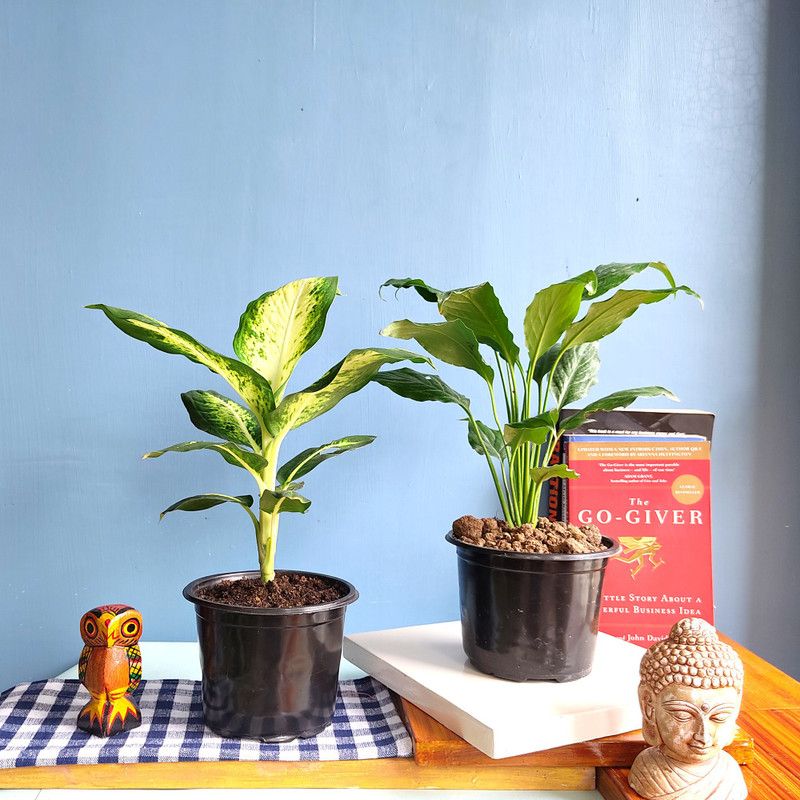 FALIANURSERY Aglaonema Plant  (Pack of 2)