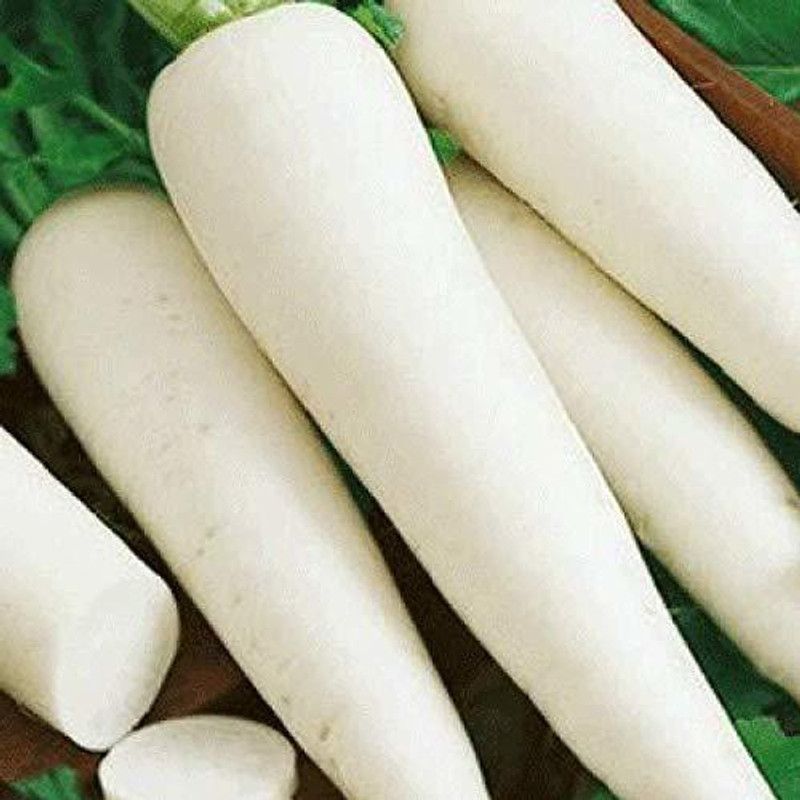 Corofitam Radish Seed  (1000 per packet)