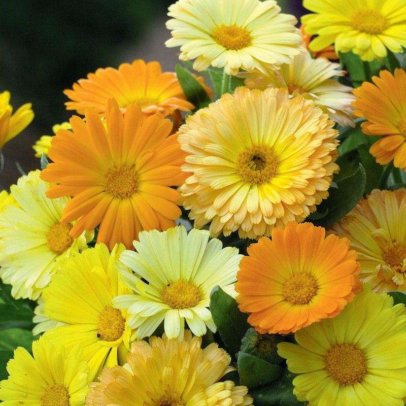 XOLDA Calendula mix Seed  (96 per packet)