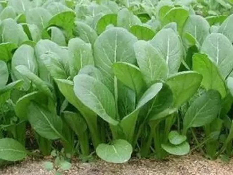 Chalisa Palak, Spinach Seed  (300 per packet)