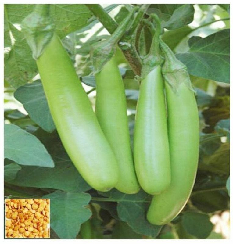 Mozette Organic Brinjal green long Seed  (21 per packet)