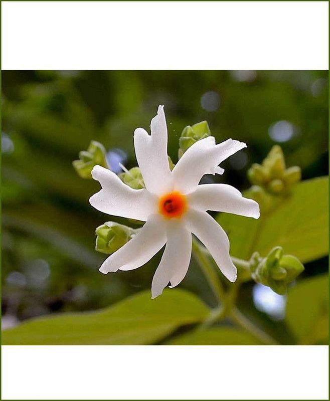 Faabiie Harsingar, Parijat Tree, Parijatak, Night Flowering Jasmine, Pack of 250+ Seed  (250 per packet)