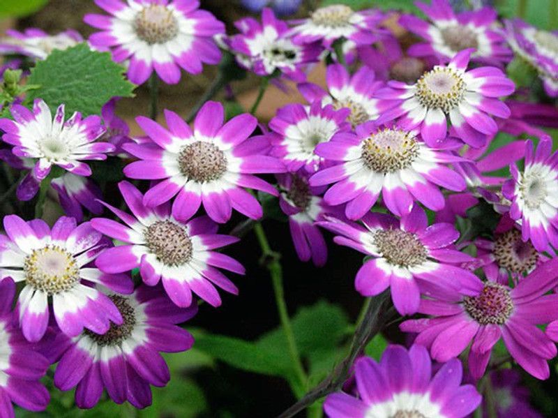 Paudha Cineraria Seed  (21 per packet)