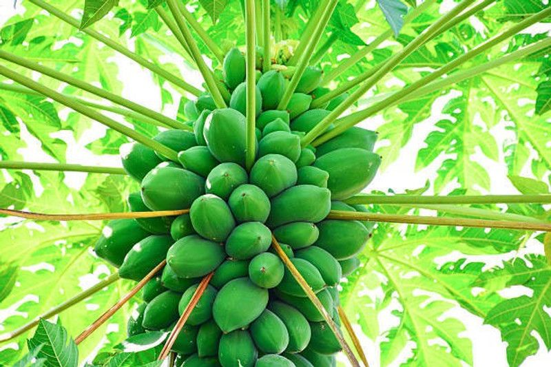 Splorias Hybrid papaya Seed  (45 per packet)