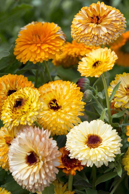 XOLDA Calendula mix Seed  (91 per packet)