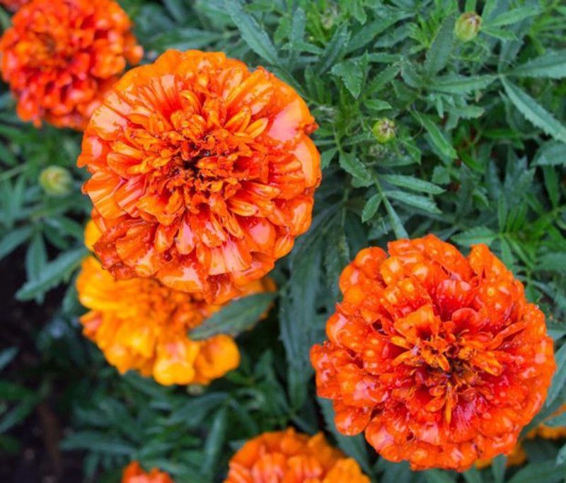 XOLDA Marigold orange flower Seed  (14 per packet)