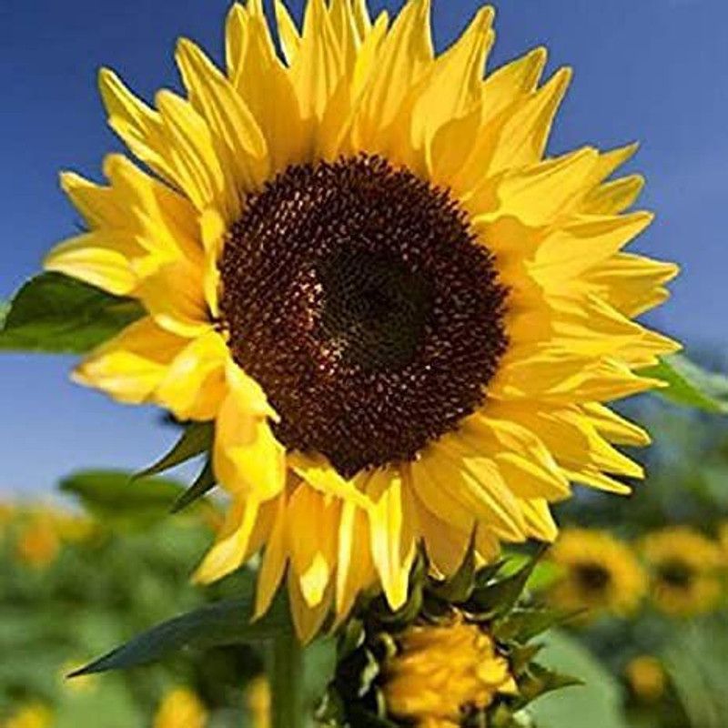 KANAYA Sunflower Flower Tall Sungold GMO-Free Seed  (100 per packet)