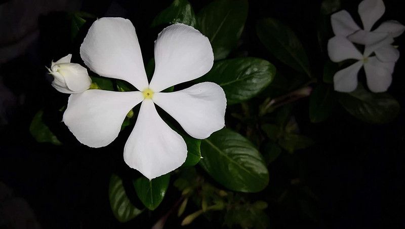 CYBEXIS Vinca mixed, Periwinkle mixed Flower Desi Seeds Seed  (50 per packet)