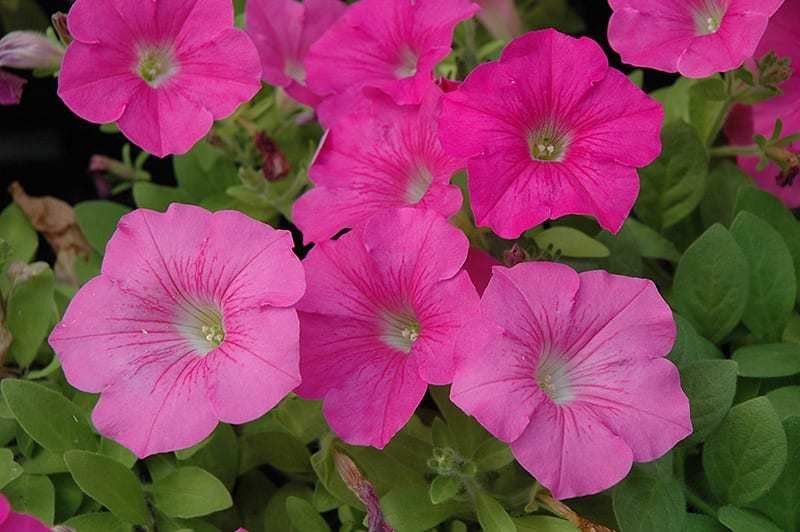 Paudha Petunia Pink Rose Seed  (30 per packet)