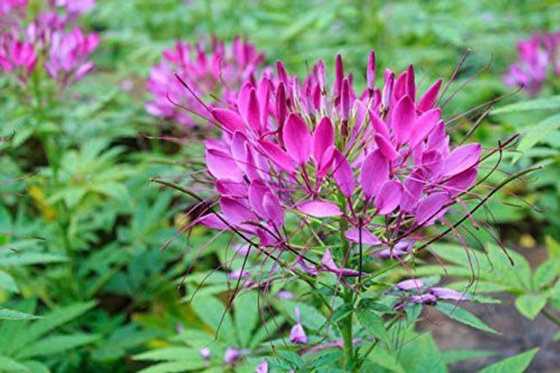 Paudha Cleome spinosa mix Seed  (31 per packet)