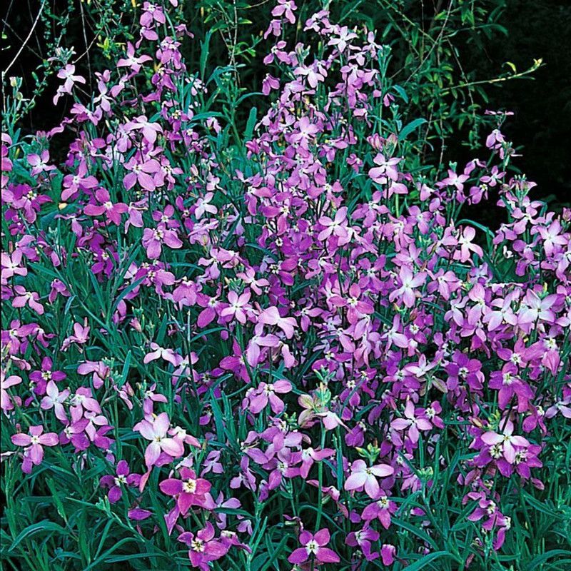 CYBEXIS Stocks - Night Scented Seed  (50 per packet)