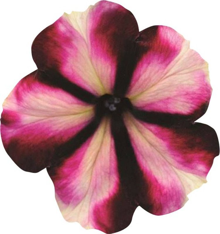 Nema Petunia Kabloom Calibrachoa Seeds - Pink and Brown - 20 Pcs Seed  (20 per packet)