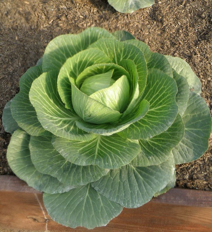 Paudha Cabbage F1 Seed  (45 per packet)