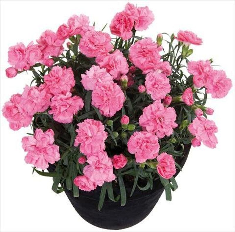 CYBEXIS Dianthus Flower Seeds Flower Seeds Beautiful Courtyard Seed  (50 per packet)