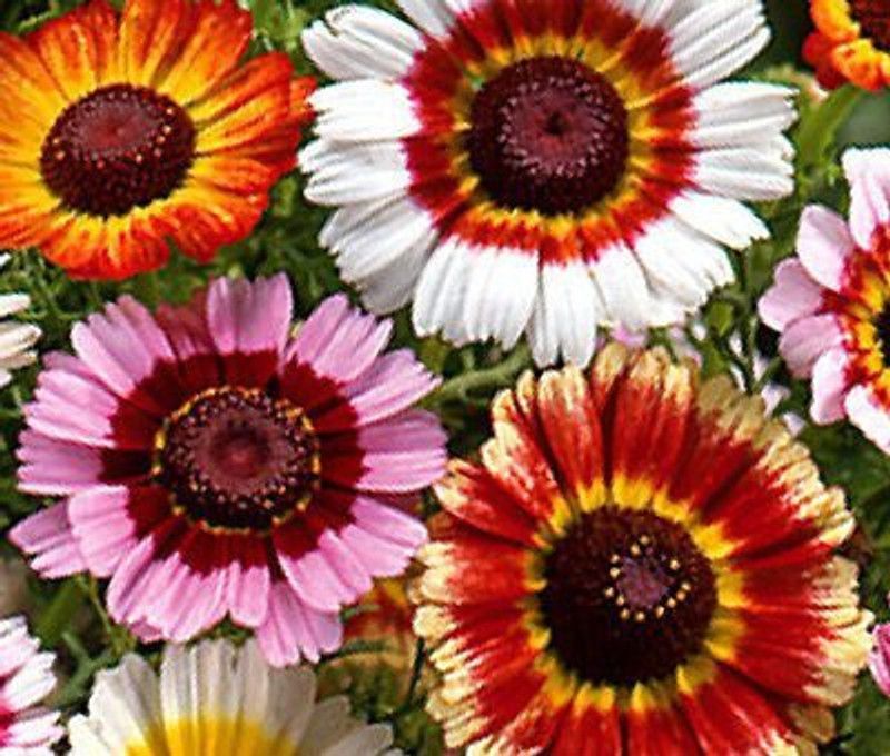 CYBEXIS Chrysanthemum Rainbow Mix Home Mixed Colour Seeds Seed  (1 g)