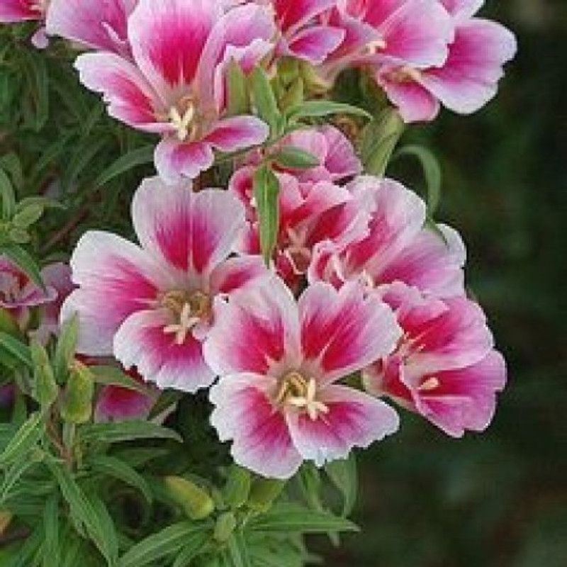 Paudha Clarkia Seed  (18 per packet)