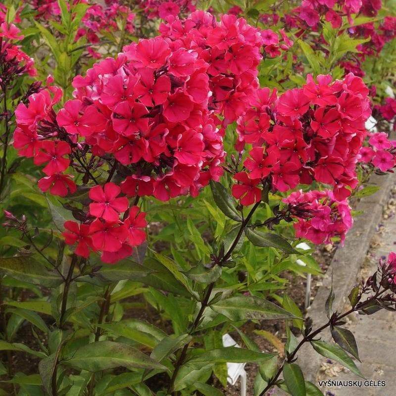 Fresh Phlox Beauty Red Seed  (290 per packet)