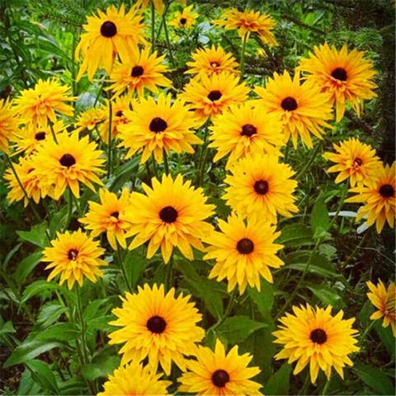 CYBEXIS Chrysanthemum Seeds,yellow Rare Exotic Flower Seeds Seed  (1 g)