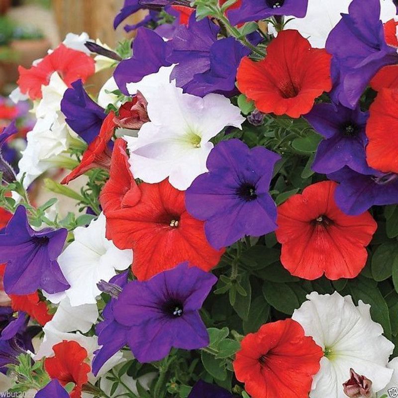 Paudha Petunia Mix flower Seed  (30 per packet)