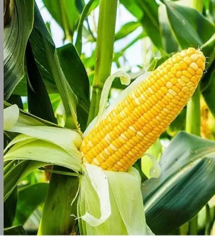 Aro Sweet Corn, Bhutta Seed  (10 per packet)