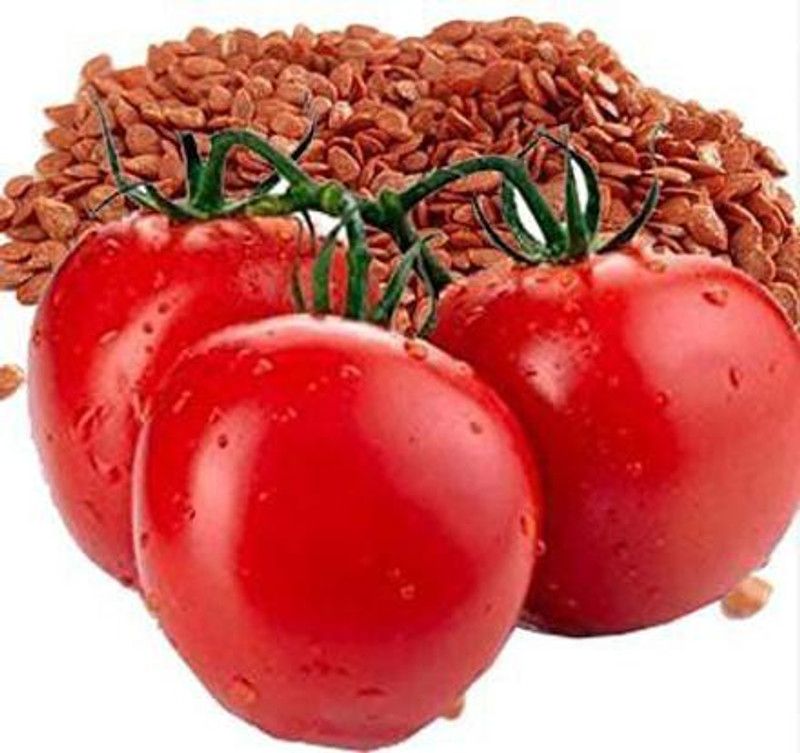 KANAYA Tomato Hybrid Seed  (600 per packet)