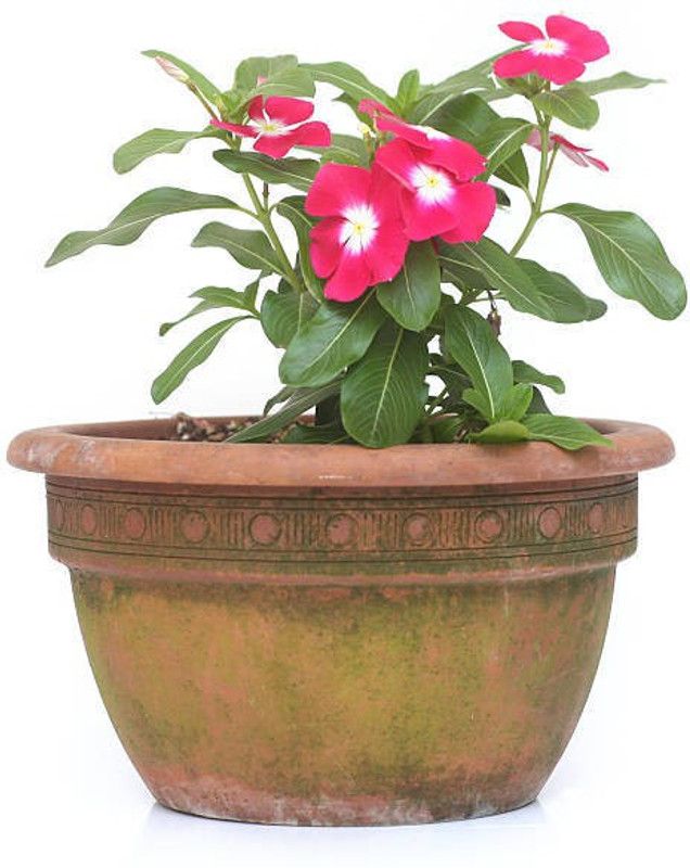 sporos Garden Phlox Seed  (20 per packet)