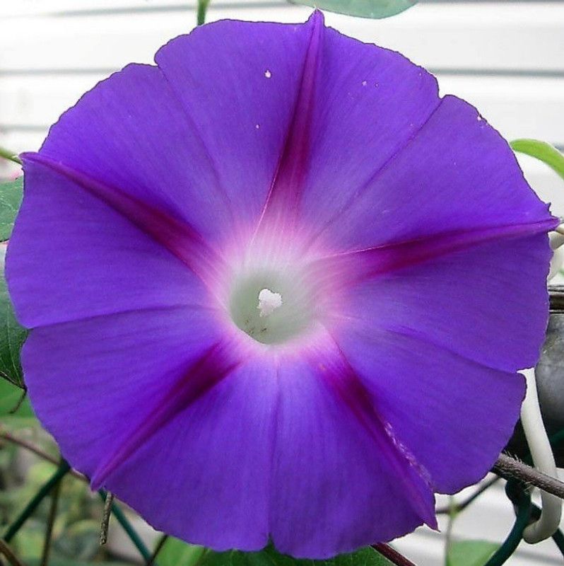 ZIXA PURPLE MORNING GLORY Ipomoea Nil Flower Seed  (30 per packet)