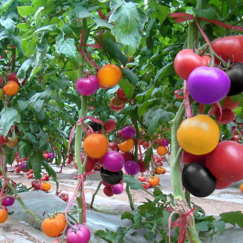 Qualtivate ® Rainbow Tomato Seeds Garden Organic Seed  (1000 per packet)