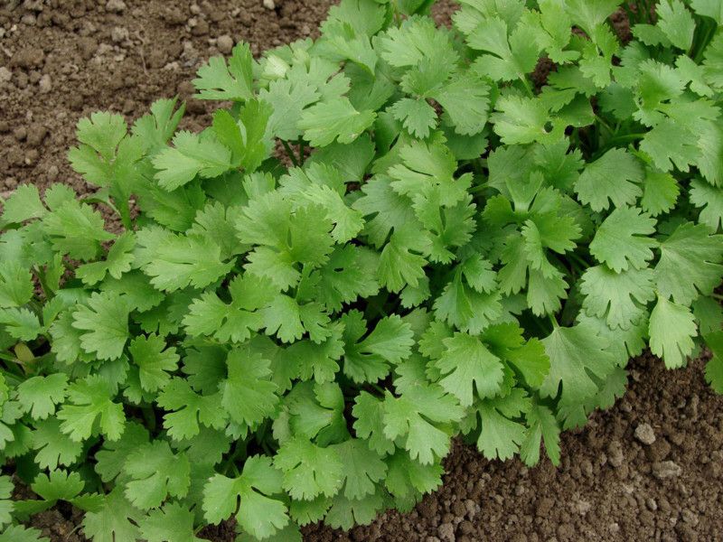 seedagro Coriander Seed  (295 per packet)