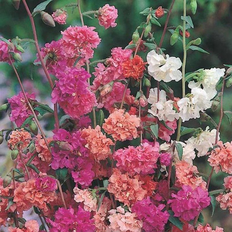 Chalisa flowers, seeds, godetia, Clarkia Seed  (500 per packet)