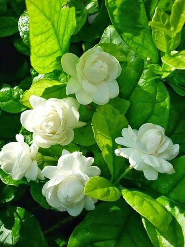InGreen Jasmine Plant  (Hybrid, Pack of 1)