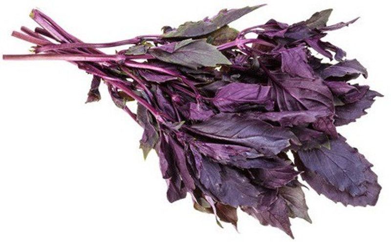 WILLVINE PAU-13 Basil 'Osmin Purple' (Ocimum basilicum) Seed  (2000 per packet)