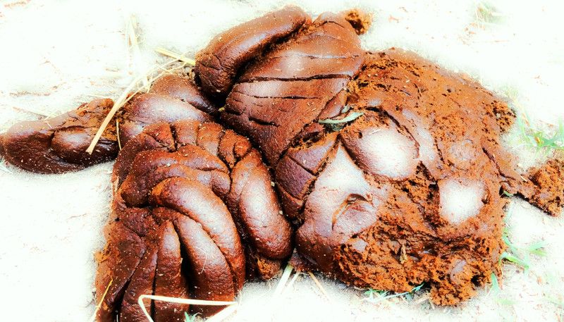 deepak badkur Wet Cow Dung(2kg) For God Pooja,Ganesh,Havan,Plant,Gardening,To Leap Manure  (2 kg, Granules)