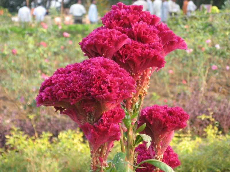 Mozette Exotic cocksomb Seed  (25 per packet)