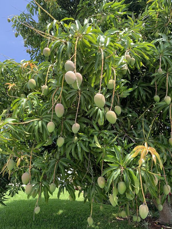 AloGardening Mango Plant  (Hybrid, Pack of 1)
