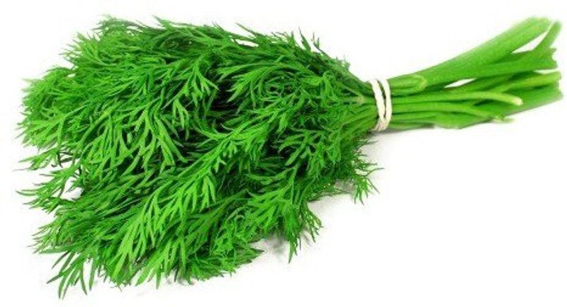 XOLDA Soya Dill Seed  (38 per packet)