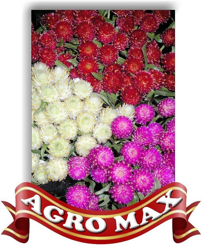 seedagro GOMPHERENA MIXED Seed  (100 per packet)