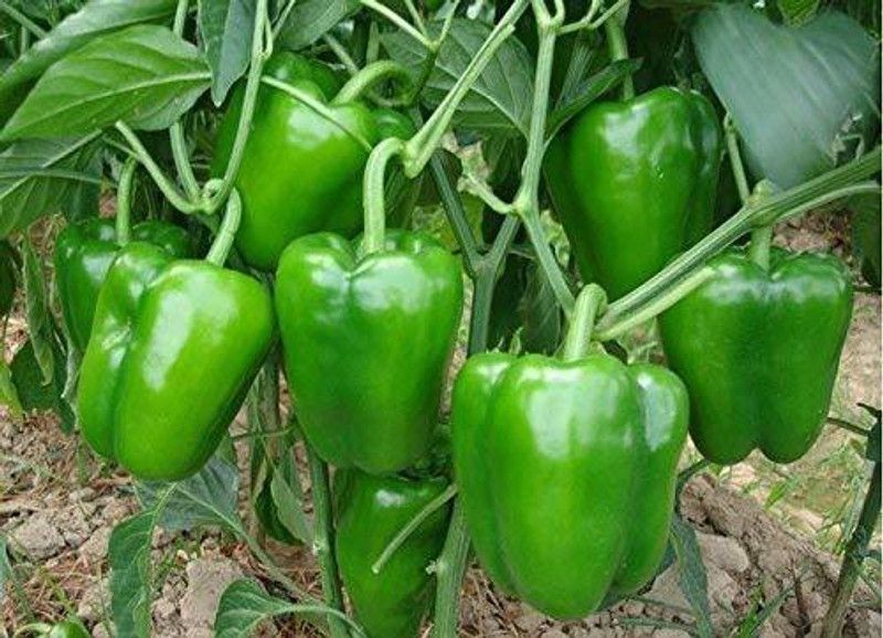 JRYU Capsicum(Shimla Mirch) Seed  (80 per packet)