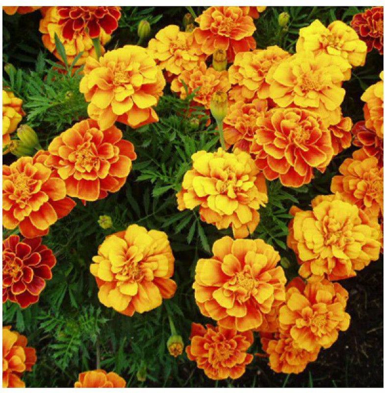 XOLDA Exotic gazania Seed  (40 per packet)