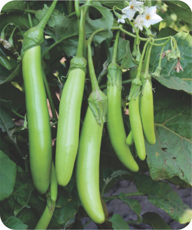 Mozette Organic Brinjal green long Seed  (28 per packet)