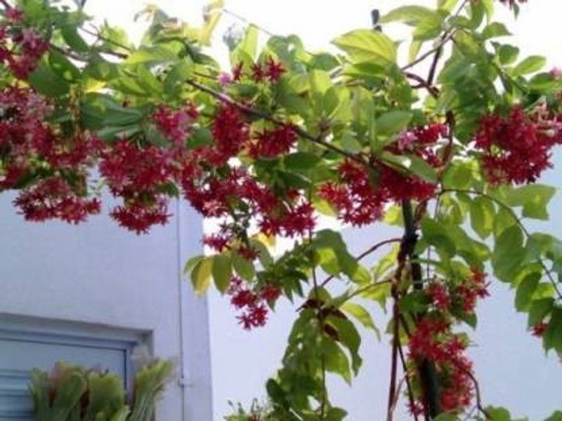 natikrd Madhumalti/Rangoon Creeper  (Hybrid, Pack of 1)