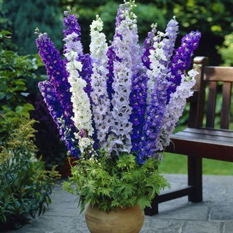 Nodoc Larkspur mix Seed  (20 per packet)