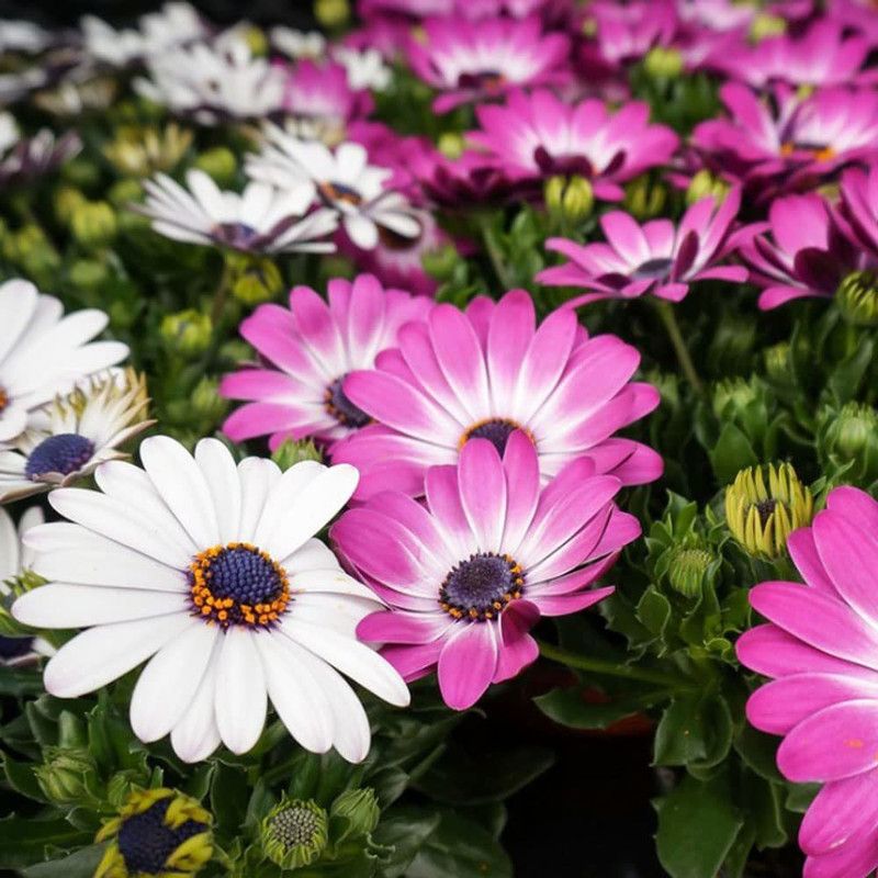 KANAYA Osteopermum Sunday Mix Flower Seed  (90 per packet)