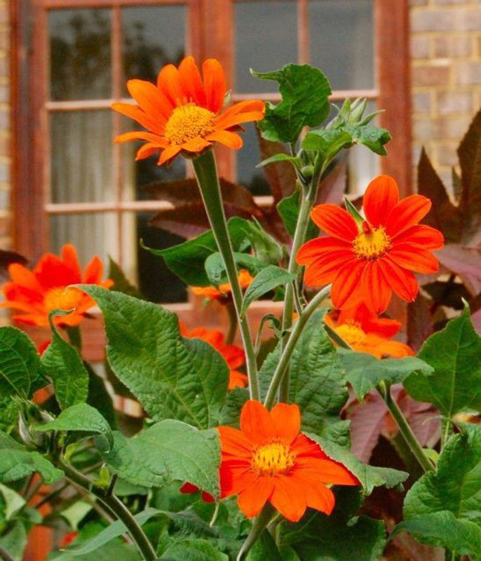 Mozette Tithonia flower Seed  (25 per packet)