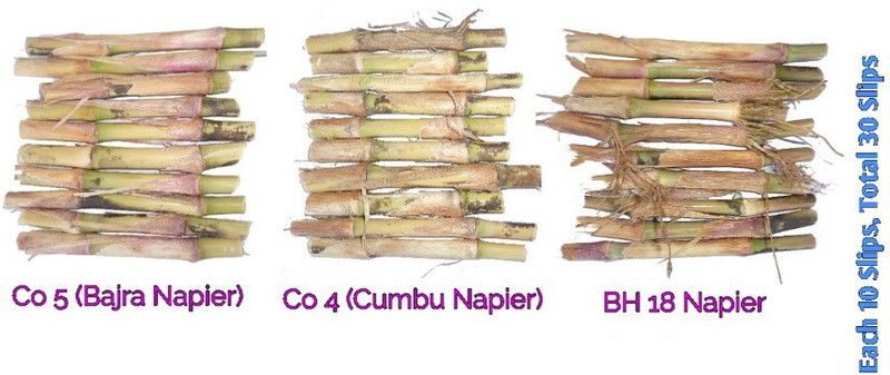 PURE AGROVET ENTERPRISES Co 5, Co 4 & BH 18 Napier Multi-cut Green Fodder Grass slips (30 Slips, Each 10) Seed  (30 per packet)