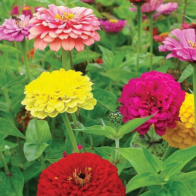 Paudha Zinnia Seed  (37 per packet)