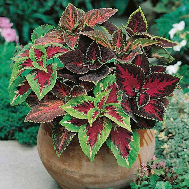 XOLDA Exotic Coleus Rainbow Mix Seed  (72 per packet)